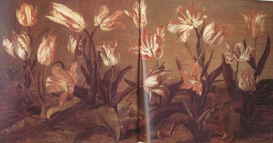 Jacob Gerritsz Cuyp Tulip Field (mk14) china oil painting image